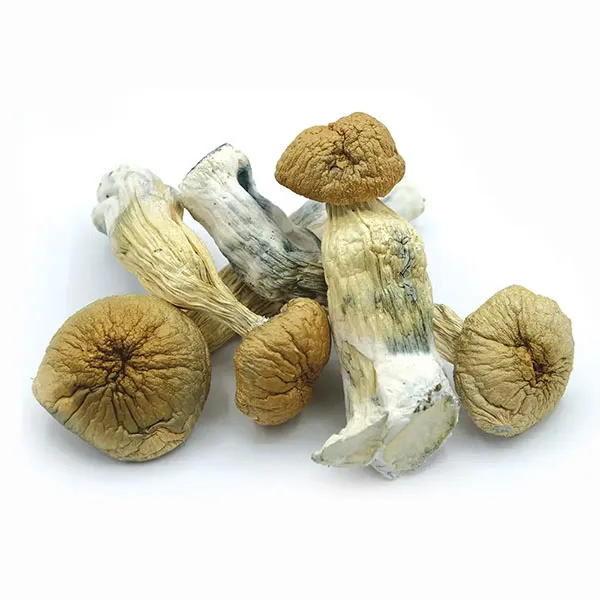 Buy African Transkei Magic Mushrooms