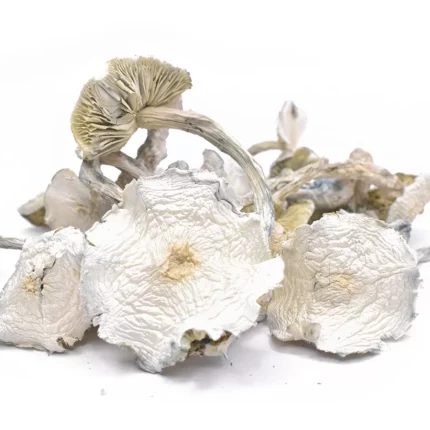 Buy Albino A+ Magic Mushrooms