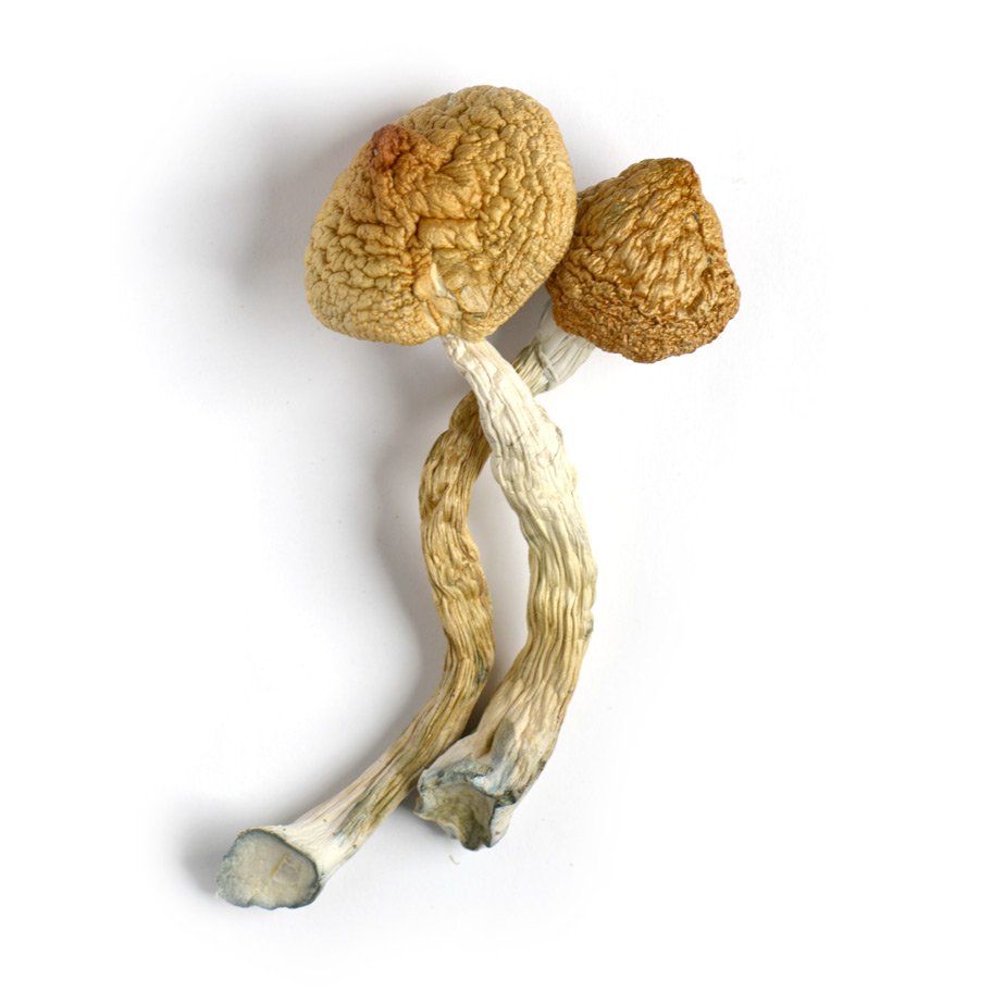 buy Golden Teacher magic mushrooms