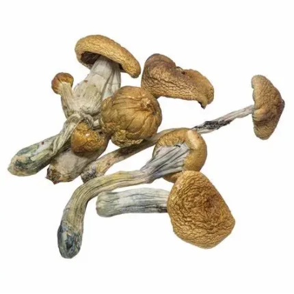 buy Cambodian mushrooms Denver