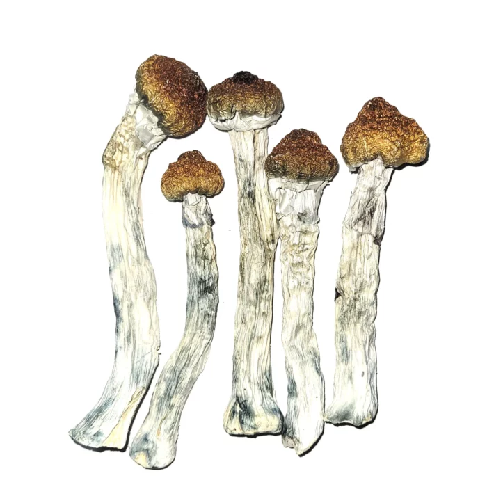 Buy Psilocybe Azurescens mushroom